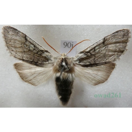 Achlya flavicornis (Linnaeus, 1758) Przestrożnica żółtorożka Czech90j